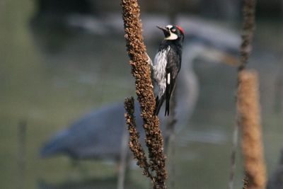 Close-up of bird perching on plant