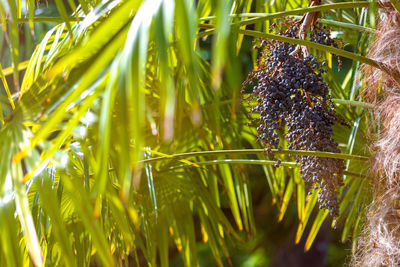 Close-up of berries growing on tree