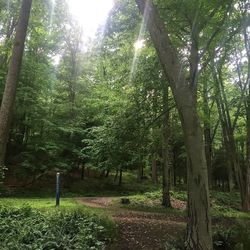 Trees in forest