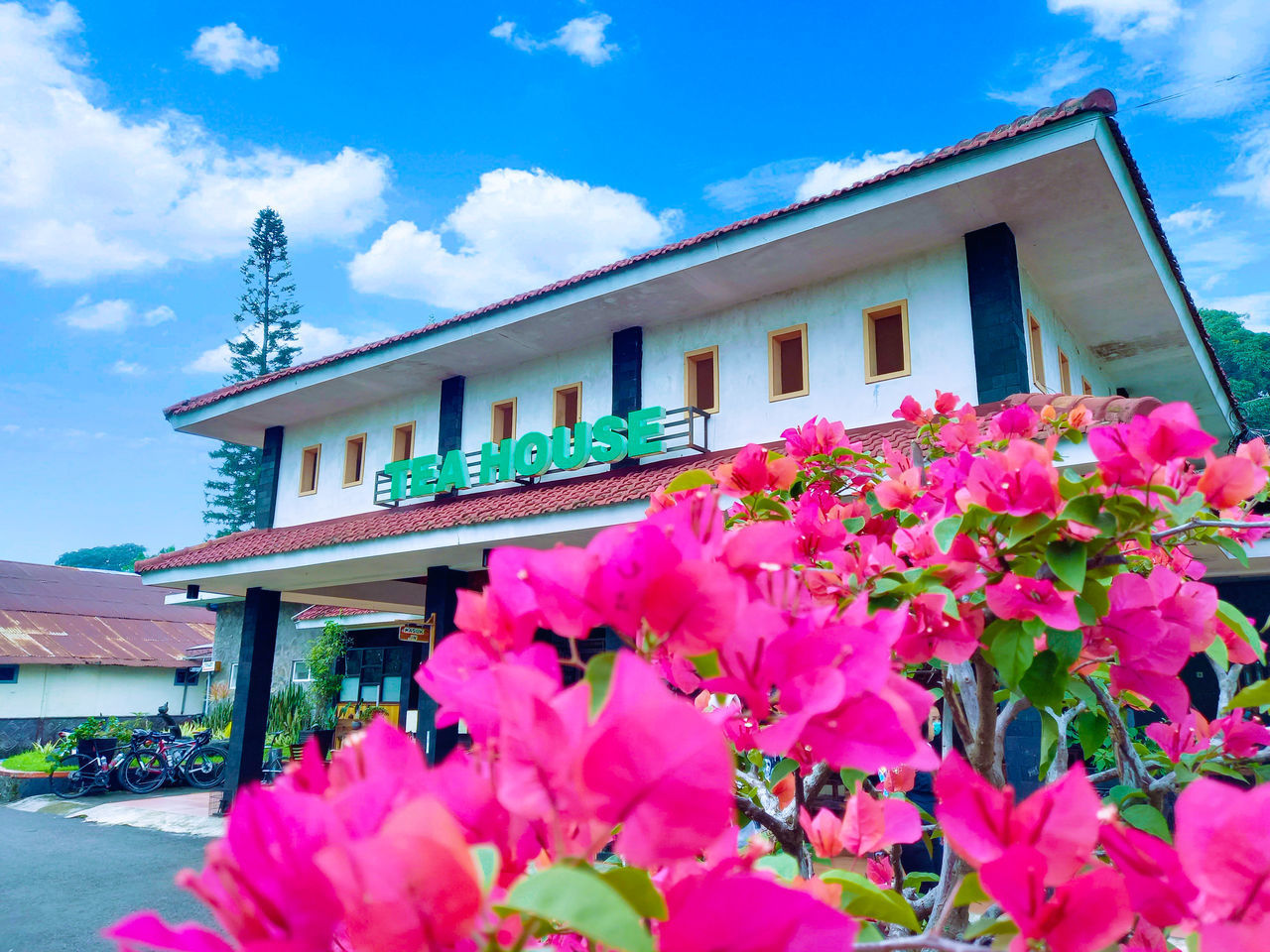 LOW ANGLE VIEW OF PINK FLOWERING PLANTS AGAINST BUILDING