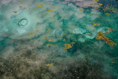 High angle view of fish in sea