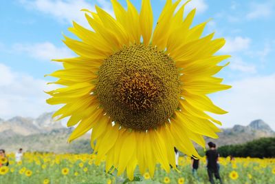 Close-up of fresh sunflower blooming on field against sky