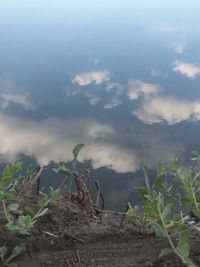 Scenic view of agricultural field against sky