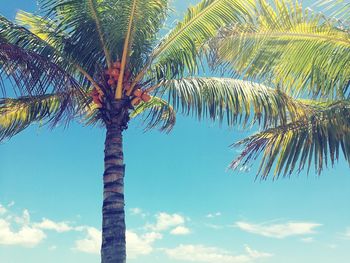 Low angle view of palm tree against sky