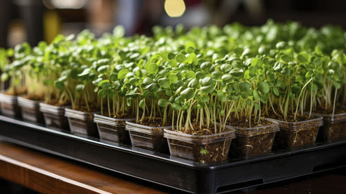 Close-up of micro green plants on a special farm in transparent plastic cups. growing sprouts.