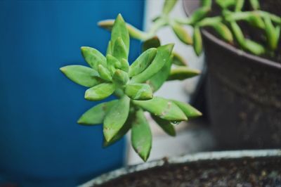 Close-up of succulent plant