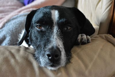 Close-up portrait of dog lying on sofa