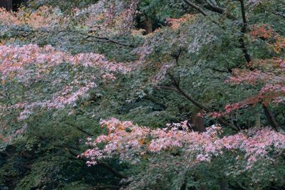 Close-up of flowers on tree