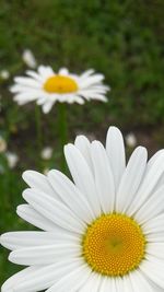 Close-up of white flower blooming outdoors