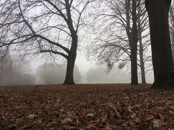 Trees on landscape