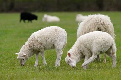 Sheep grazing in a field