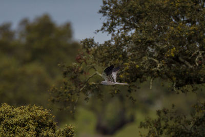 Bird flying in a forest