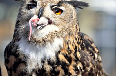 Close-up portrait of owl