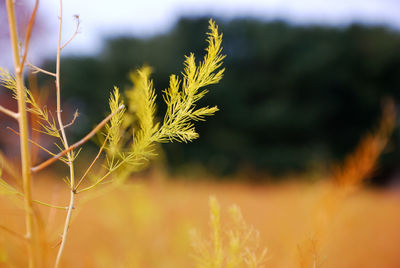 Close-up of plant
