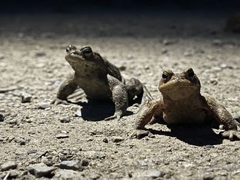Close-up of frog on sand