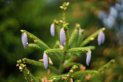 Close-up of flowering plant