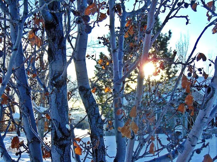 sun, tree, sunbeam, sunlight, low angle view, branch, lens flare, growth, tree trunk, nature, sky, tranquility, sunny, sunset, beauty in nature, back lit, outdoors, no people, bright, bare tree