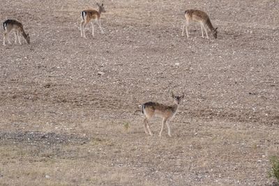 Deer standing in a field