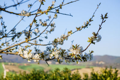 Close-up of cherry blossoms against sky