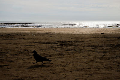 Scenic view of a beach