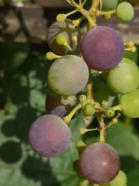 Close-up of grapes hanging on tree