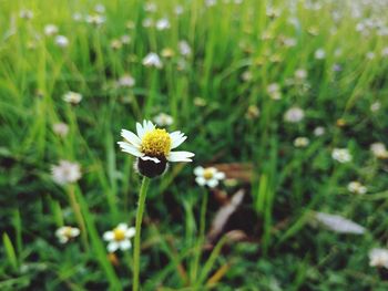 Close-up of white flowering plant on field