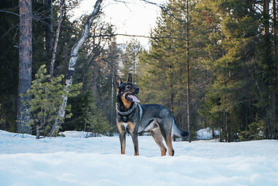 Dog standing in snow