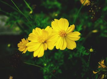 Close-up of yellow cosmos flowers blooming outdoors