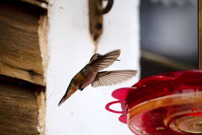 Close-up of bird flying over red feeder