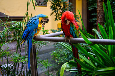 View of birds perching on plant