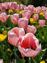 Close-up of pink tulips on field