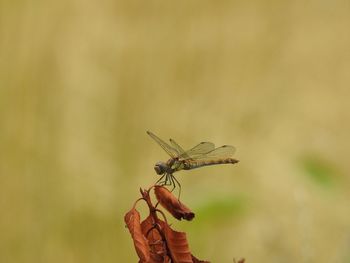 Close-up of dragonfly on plant