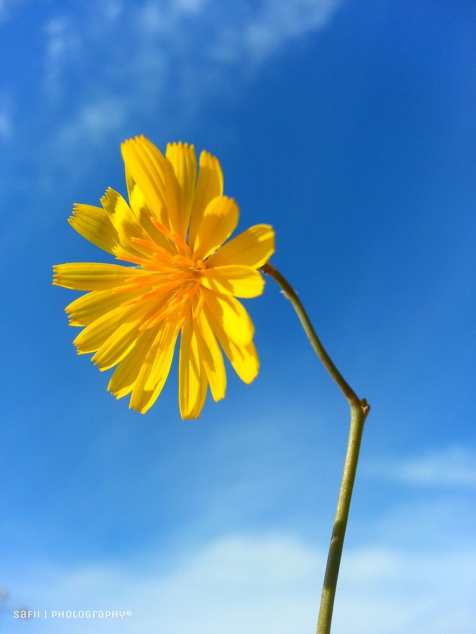 flower, yellow, petal, freshness, fragility, sky, flower head, beauty in nature, low angle view, growth, nature, stem, blue, blooming, single flower, close-up, plant, focus on foreground, in bloom, outdoors