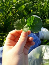 Close-up of hand holding plant