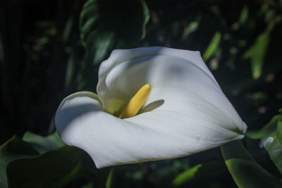 Close-up of white flower blooming outdoors