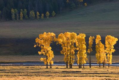 Trees in a forest