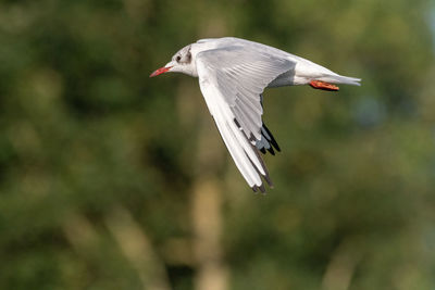Bird flying over a blurred background