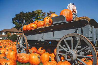 View of pumpkins against orange sky