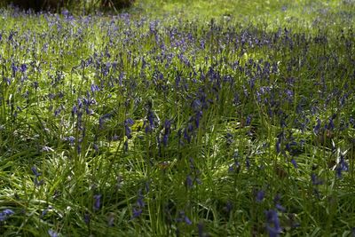 Purple flowers blooming on field