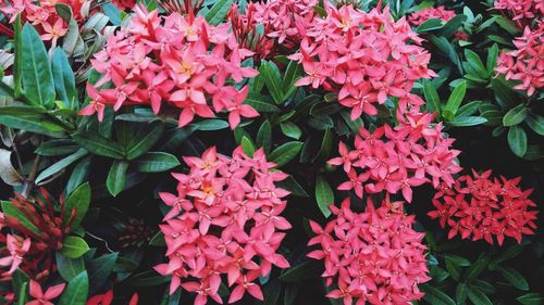 Close-up of pink flowering plants