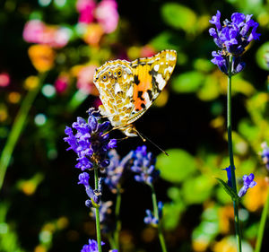 Close-up of butterfly pollinating on purple flower