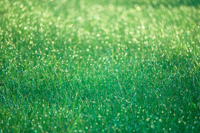 Full frame of grass