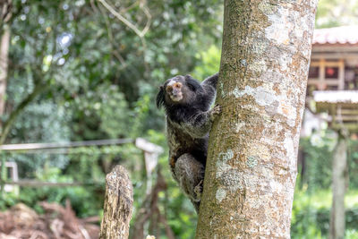 Monkey sitting on tree trunk