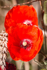 Close-up of red poppy blooming outdoors