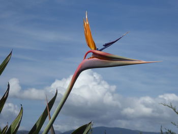 Low angle view of flowering plant against sky