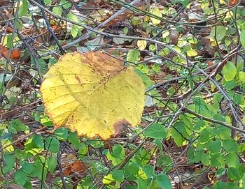 leaf