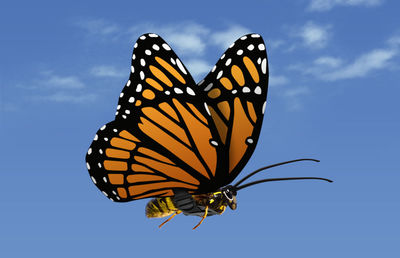 Close-up of butterfly pollinating on flower