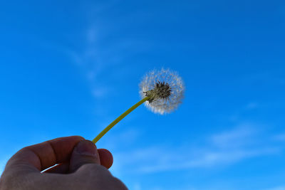 Close-up of hand holding dandelion against blue sky