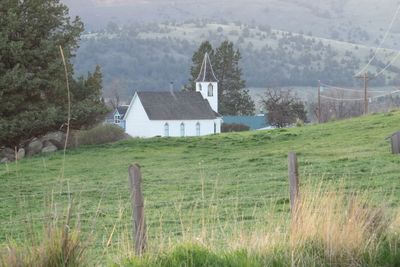 Trees on grassy field