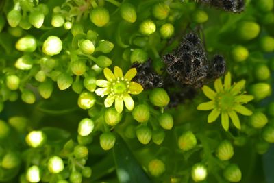 Close-up of honey bee on green flower